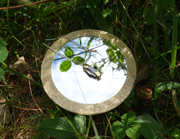 Tiniest Mother-of-Pearl Knife - Stone Cooper