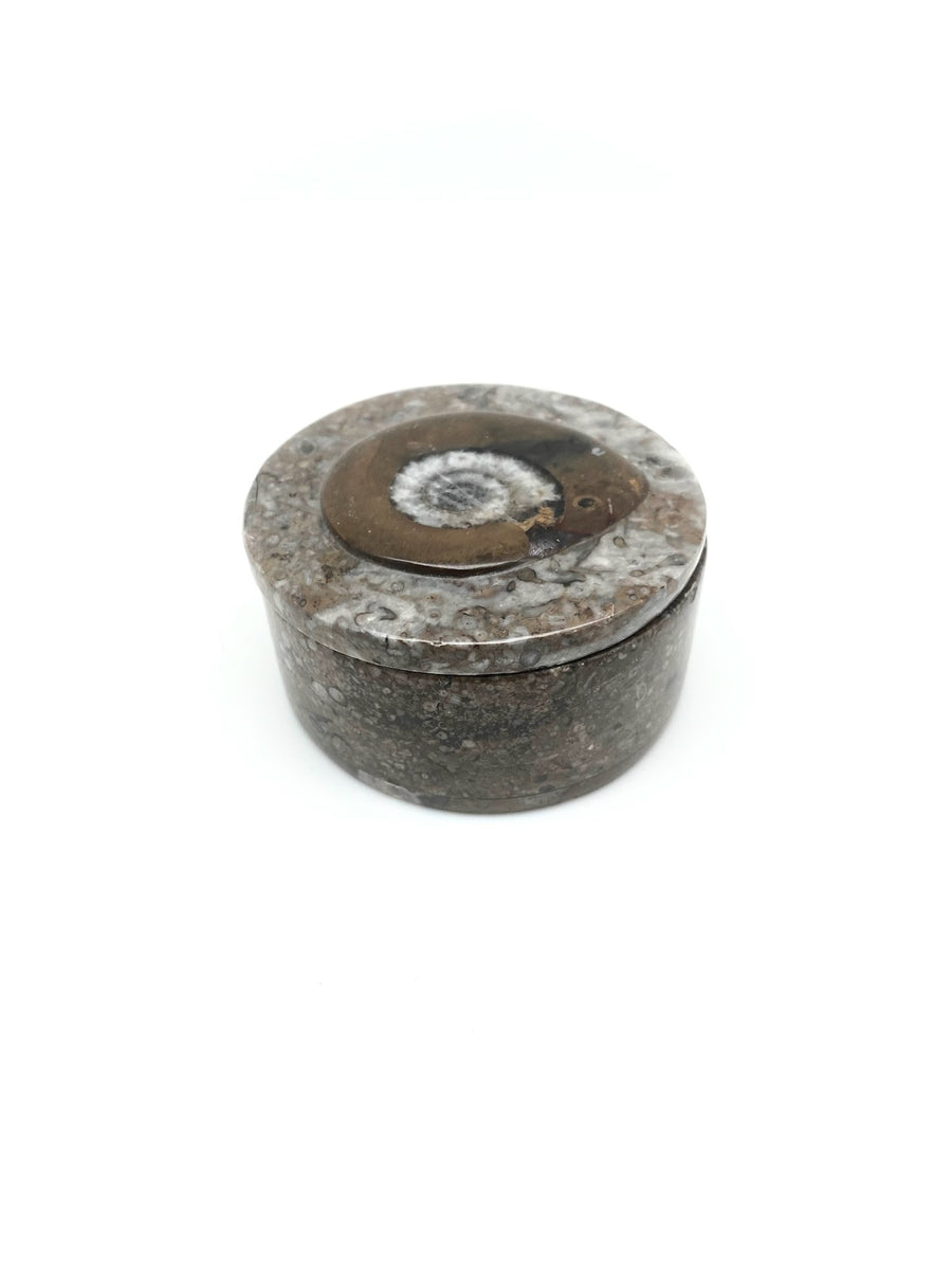 Fossil Box - Stone Cooper