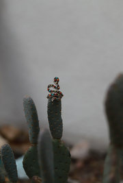 Carnival Snake Ring - Stone Cooper