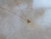 Antique Seed Pearl Bug Necklace, 14K - Stone Cooper